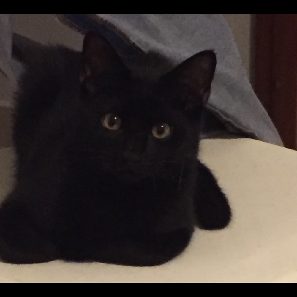 Meet your Posher, Viviana